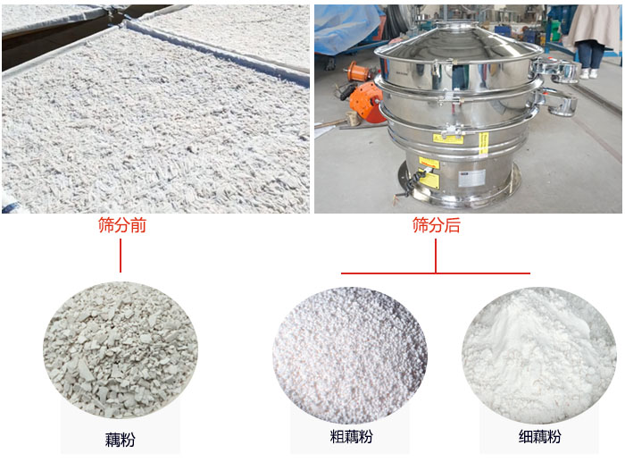 蓮藕淀粉曬干，采用304不銹鋼材質(zhì)藕粉振動(dòng)篩篩分后前后對(duì)比效果圖展示。